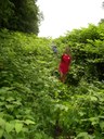 Through the knotweed jungle