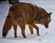 Coyote Sightings on the Increase