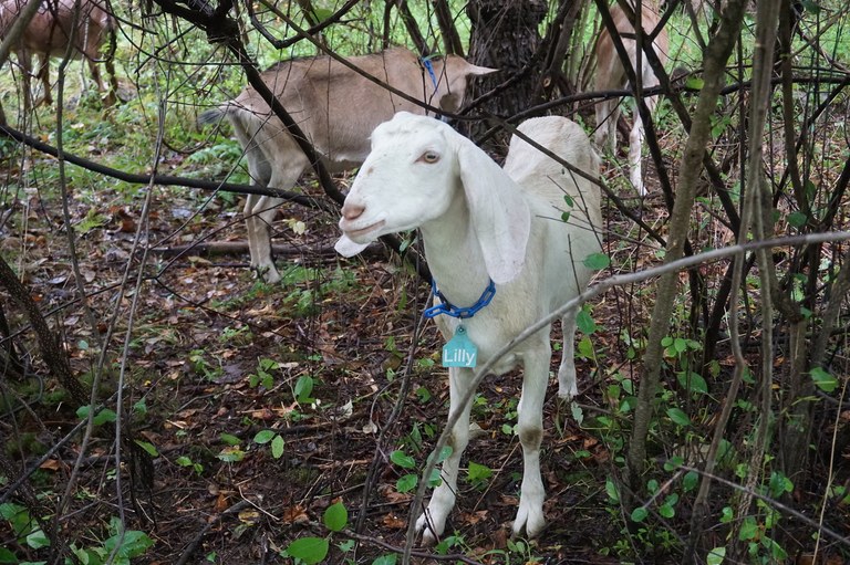 Lilly (goat)